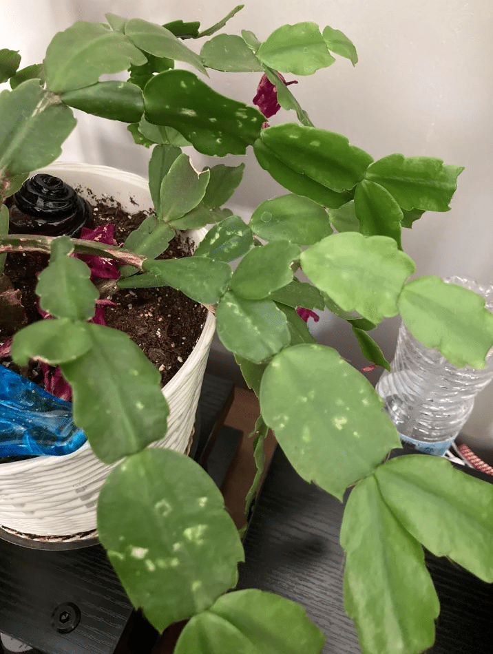 White spots on White christmas cactus